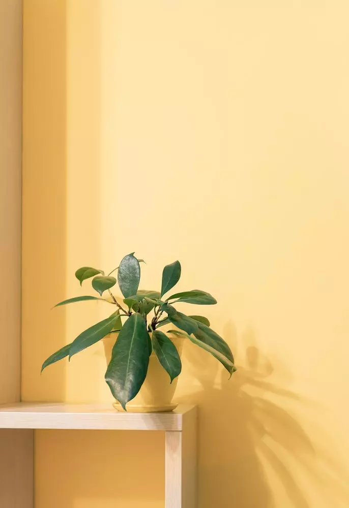jaune mur