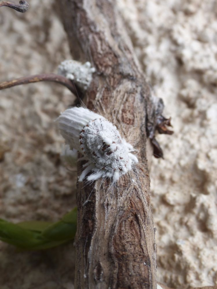 rouge cochenille