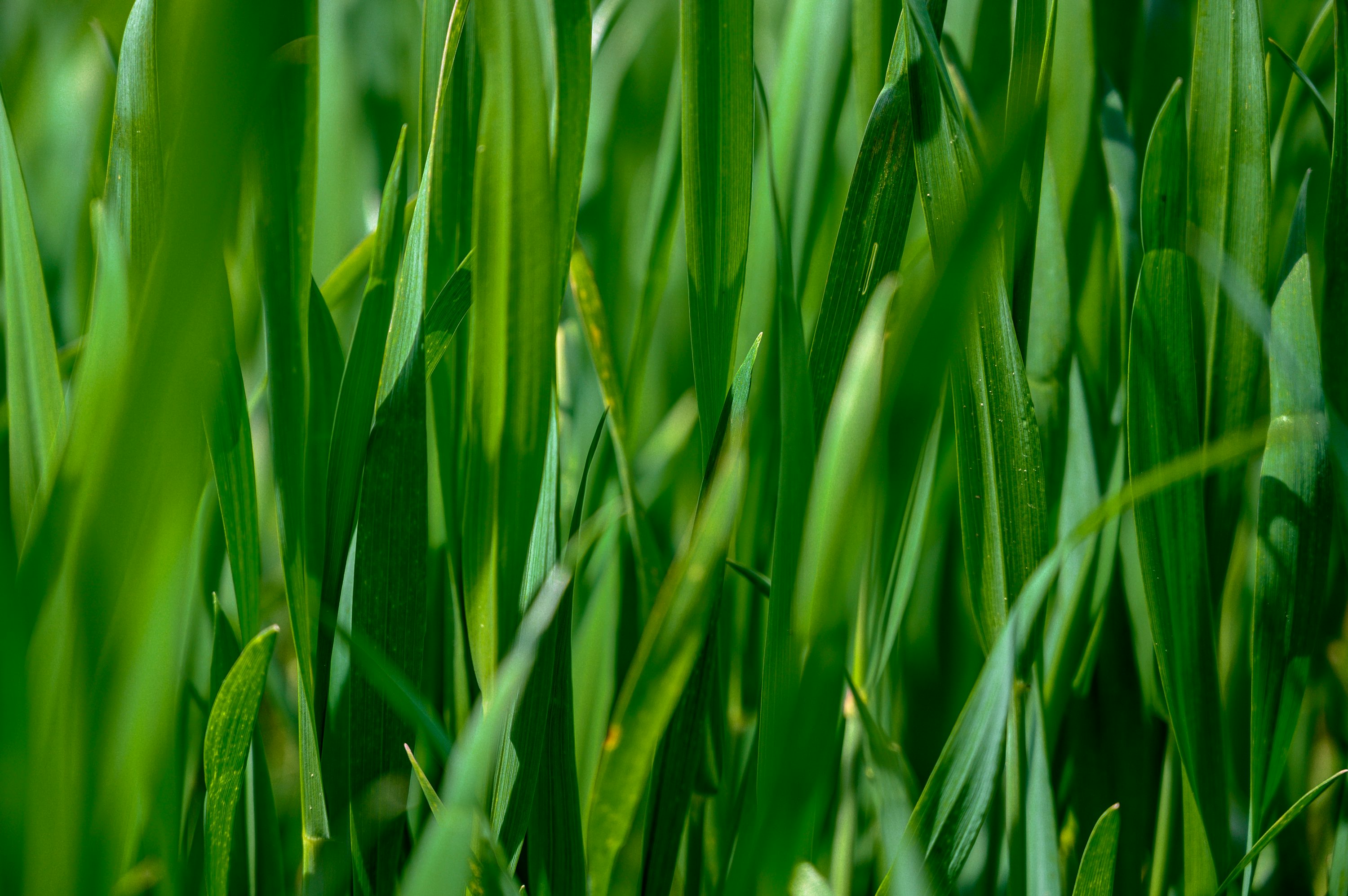 vert herbe